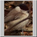 Parus palustris - Sumpfmeise 07.jpg